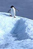 Adelie Penguin