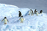 Adelie Penguins