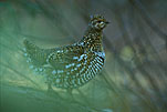 Grouse