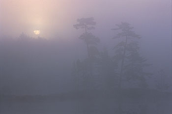 Foggy Day