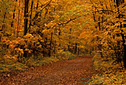 Autumn Color