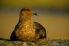 Skua