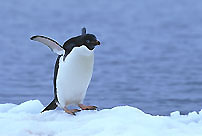 Adelie Penguin