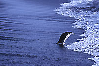 Chinstrap Penguin