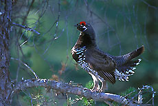 Prairie Bird