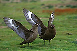 Skuas