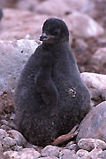 Adelie Penguin Chick