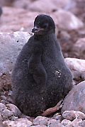 Adelie Penguin Chick