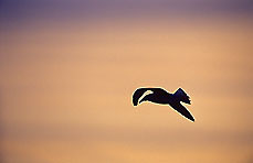 Sunset Flight