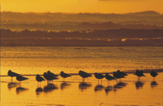 Gulls