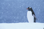 Gentoo Penguin