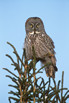 Great Gray Owl