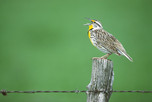 Meadowlark