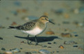 Sandpiper