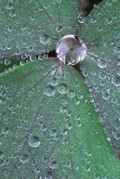 Dew Drop