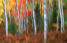 Birch Forest