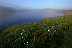 Foggy Lake