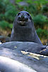 Southern Elephant Seal