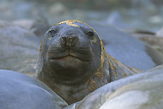 Southern Elephant Seal