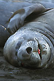 Southern Elephant Seal