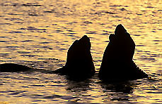 Southern Elephant Seals