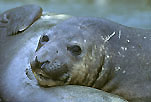 Southern Elephant Seal