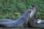 Southern Elephant Seals