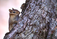 Chipmunk