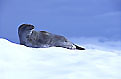 Leopard Seal