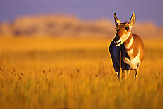 Pronghorn Antelope