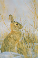 Cottontail