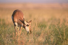 Pronghorn