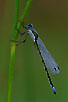 Damselfly