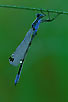 Damselfly