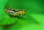 Grasshopper