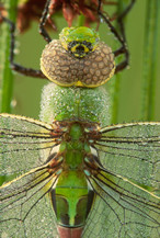 Darner