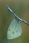 Dewy Butterfly