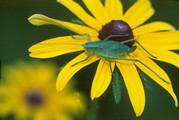 Katydid