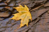 Fallen Maple Leaf