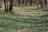 Spring Beauties Carpeting Forest Floor