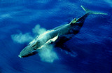 Humpback Whale, Cierva Cove, Antarctic Peninsula