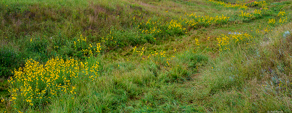 Maximillion Sunflowers Growing in a Draw, Wind Cave National Park, SD