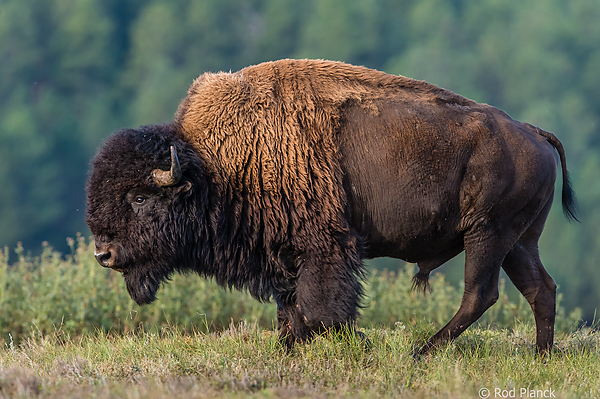 Bull Bison, Wind Cave National Park, SD