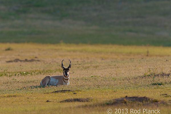 Badlands National Park, Wind Cave National Park, Custer State Park and National Grasslands, South Dakota