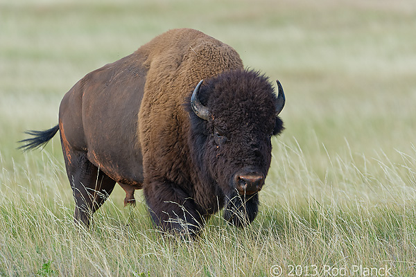 Badlands National Park, Wind Cave National Park, Custer State Park and National Grasslands, South Dakota