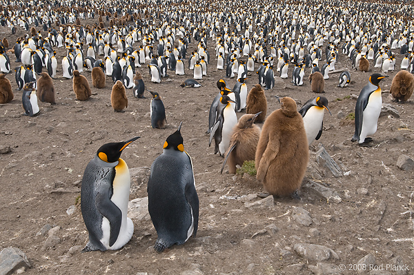 King Penguin Colony, (Aptenodytes patagonicus), St Andrews Bay, South Georgia Island