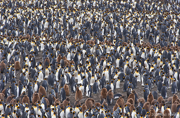 King Penguin Colony, (Aptenodytes patagonicus), St Andrews Bay, South Georgia Island