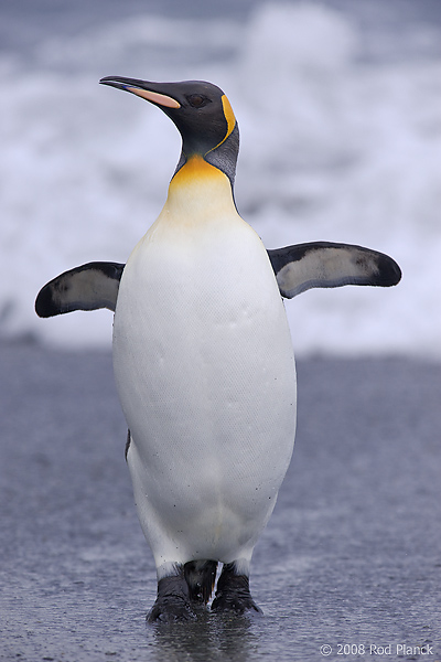 King Penguin (Aptenodytes patagonicus), St Andrews Bay, South Georgia Island