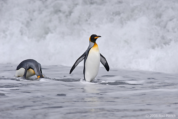 King Penguin (Aptenodytes patagonicus), St Andrews Bay, South Georgia Island