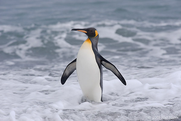 King Penguin (Aptenodytes patagonicus), St Andrews Bay, South Georgia Island